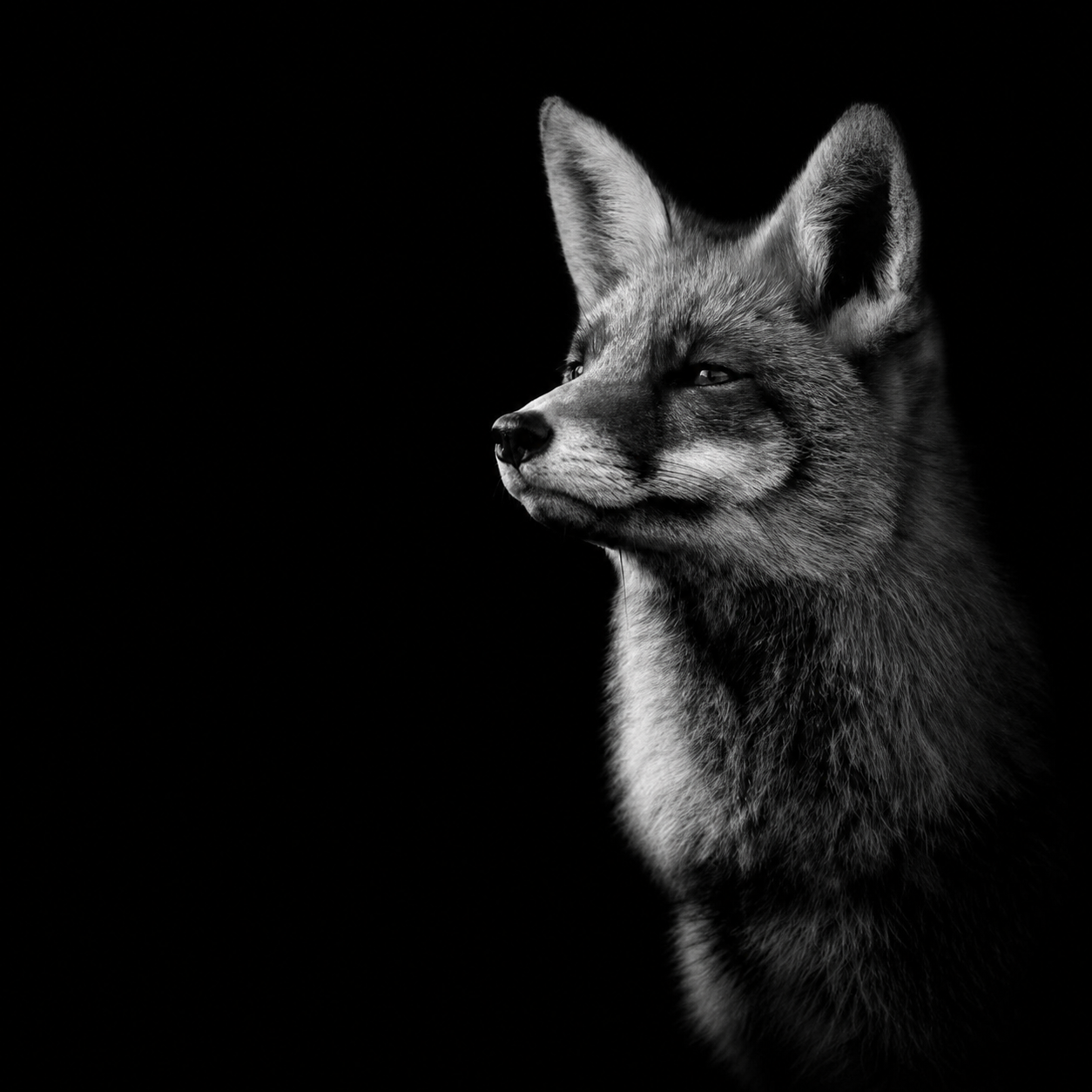 Black and white portrait of a fox on a black background